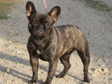 Vente d’une chienne Bouledogue Français de 3 ans, noire, LOF
