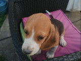Vente de 2 chiots de type Beagles non LOF bicolores, 1 mâle, 1 femelle
