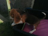 Vente de 2 chiots de type Beagles non LOF bicolores, 1 mâle, 1 femelle
