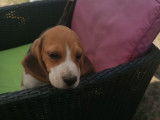 Vente de 2 chiots de type Beagles non LOF bicolores, 1 mâle, 1 femelle
