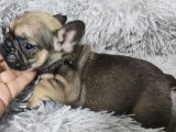 Réservation pour 6 chiots Bouledogues Français non LOF fauves