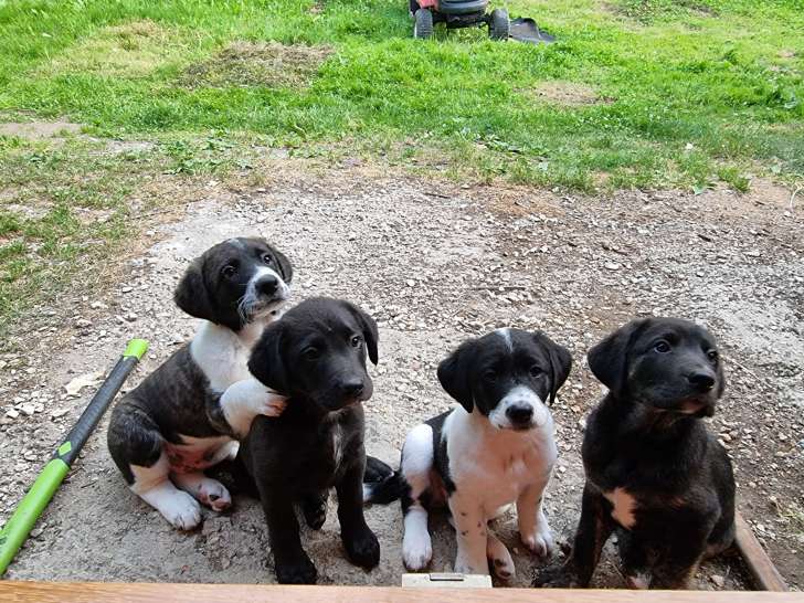 De gauche à droite : chiot tricolore, chiot noir, chiot noir et blanc, chiot noir tigré.