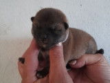 Des chiots Shiba Inus LOF à réserver