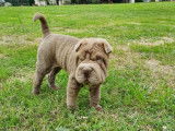 Un chiot mâle Shar-Peï LOF lilac à acheter