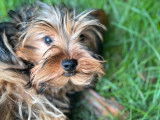 À vendre des chiots Yorkshire Terriers non LOF noir et fauve