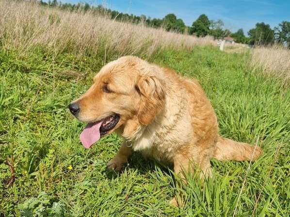 Une chienne adulte Golden Retriever d’un an LOF à acheter