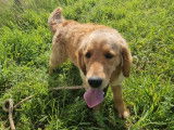 Une chienne adulte Golden Retriever d’un an LOF à acheter