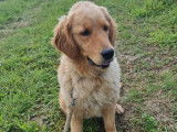 Une chienne adulte Golden Retriever d’un an LOF à acheter