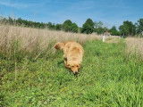 Une chienne adulte Golden Retriever d’un an LOF à acheter
