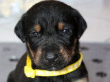 Chiots croisés berger typés Rottweiller