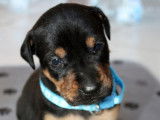 Chiots croisés berger typés Rottweiller
