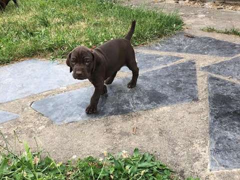 chiot
