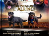 Chiots Rottweiler LOF de grande qualité à naître