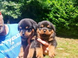 Chiots Rottweiler LOF de grande qualité à naître