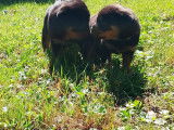 Chiots Rottweiler LOF de grande qualité à naître
