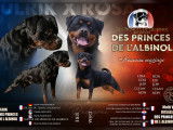 Chiots Rottweiler LOF de grande qualité à naître