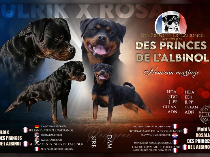 Chiots Rottweiler LOF de grande qualité à naître