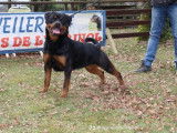 Chiots Rottweiler LOF de grande qualité à naître