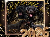 Chiots Rottweiler LOF de grande qualit&eacute; &agrave; na&icirc;tre