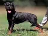 Chiots Rottweiler LOF de grande qualité à naître