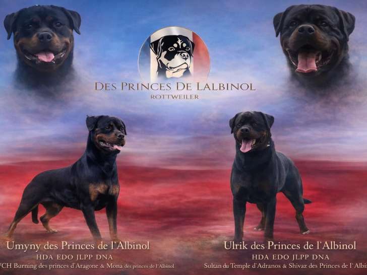 Chiots Rottweiler LOF de grande qualité à naître