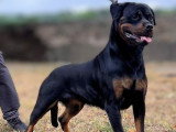 Chiots Rottweiler LOF de grande qualité à naître
