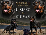 Chiots Rottweiler LOF