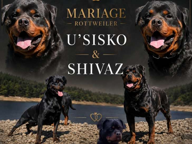 Chiots Rottweiler LOF