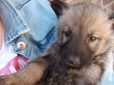 Chiots Malinois croisés Chien Loup de Saarloos à vendre