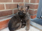 Chiots Malinois croisés Chien Loup de Saarloos à vendre