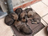 Chiots Malinois croisés Chien Loup de Saarloos à vendre