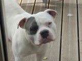 Vend American Bully mâle de 2 ans