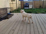 Vend American Bully mâle de 2 ans