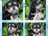 Réservation pour 3 chiots Morkies tricolores non LOF d’avril 2022