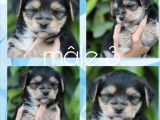 2 chiots mâles Morkies à réserver, tricolores d’avril 2022 non LOF