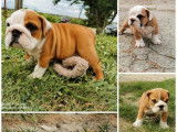5 chiots Bulldogs Anglais LOF à placer dans des familles