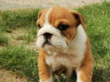 5 chiots Bulldogs Anglais LOF à placer dans des familles