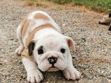 5 chiots Bulldogs Anglais LOF à placer dans des familles