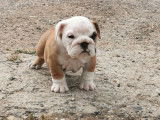 5 chiots Bulldogs Anglais LOF à placer dans des familles