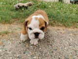 5 chiots Bulldogs Anglais LOF à placer dans des familles