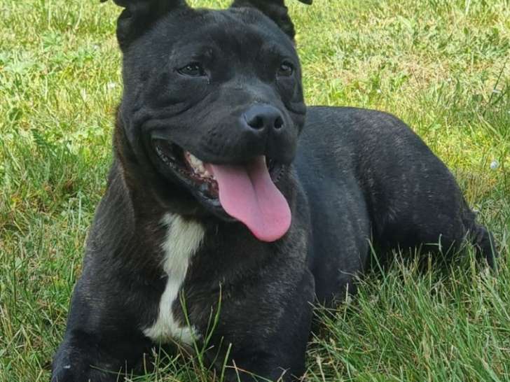 À vendre, 1 chienne Staffordshire Bull Terrier LOF d’un an, noire pan blanc