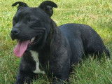 À vendre, 1 chienne Staffordshire Bull Terrier LOF d’un an, noire pan blanc