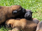 À adopter : 5 chiots Malinois LOF, 4 femelles et 1 mâle