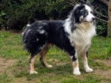 Chien Berger Américain Miniature de 2 ans pour saillie, mâle noir et blanc LOF