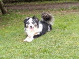 Chien Berger Américain Miniature de 2 ans pour saillie, mâle noir et blanc LOF