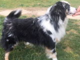 Chien Berger Américain Miniature de 2 ans pour saillie, mâle noir et blanc LOF