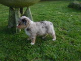 Chien Berger Américain Miniature de 2 ans pour saillie, mâle noir et blanc LOF