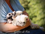 À vendre, 1 chiot Berger Américain Miniature LOF, mâle bleu merle
