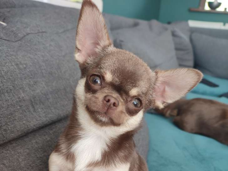 Magnifique Chihuahua chocolat à vendre