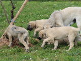 Chiots  Kangal (Berger d'Anatolie) LOF disponibles